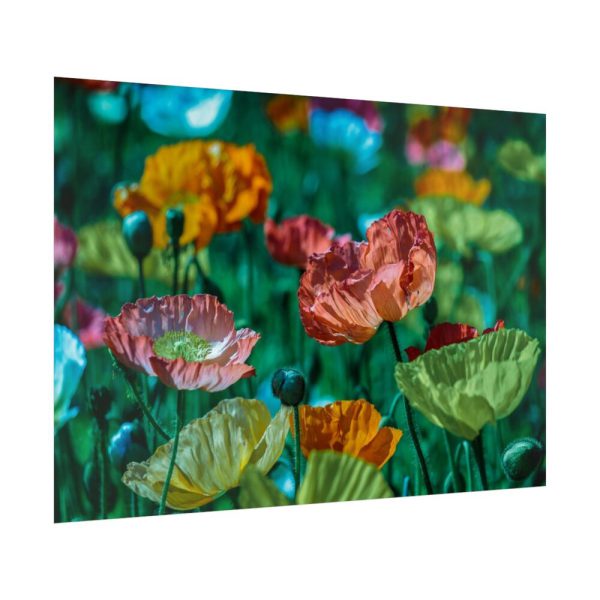 92409-427.jpg Colorful Blooming Poppies Poster