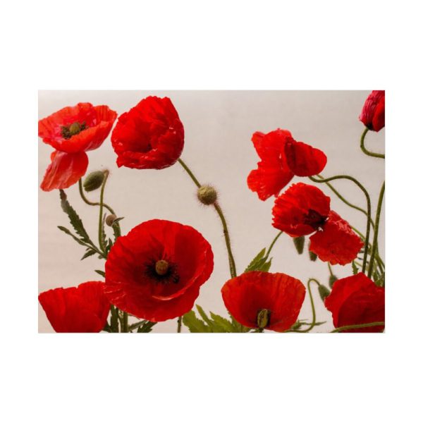 92409-435.jpg Red Poppy Poster
