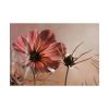 92409-455.jpg Pink Cosmos II Poster