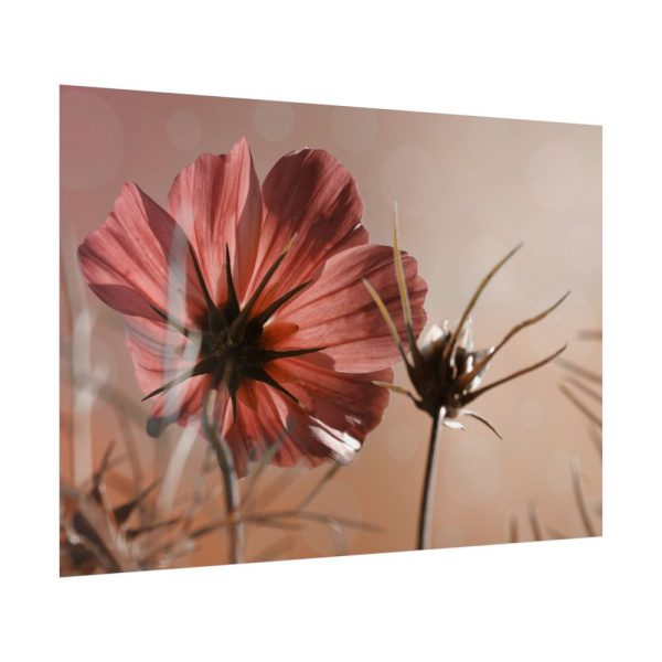 92409-457.jpg Pink Cosmos II Poster