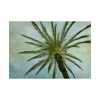 92409-505.jpg Vintage Palm Tree Canopy And Sky Poster