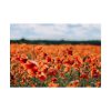 92409-565.jpg Beautiful Red Field Poster