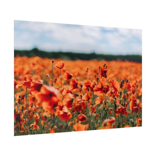 92409-567.jpg Beautiful Red Field Poster