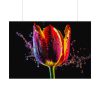 92409-626.jpg Close-up Shot Tulip Poster