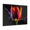 92409-627.jpg Close-up Shot Tulip Poster