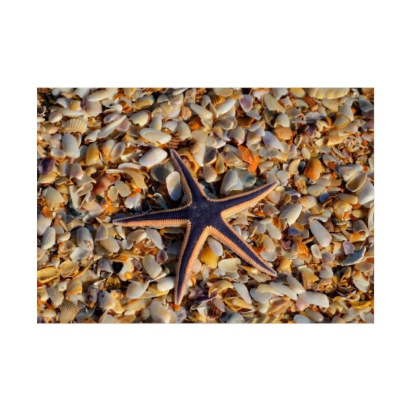 Starfish And Shells Poster