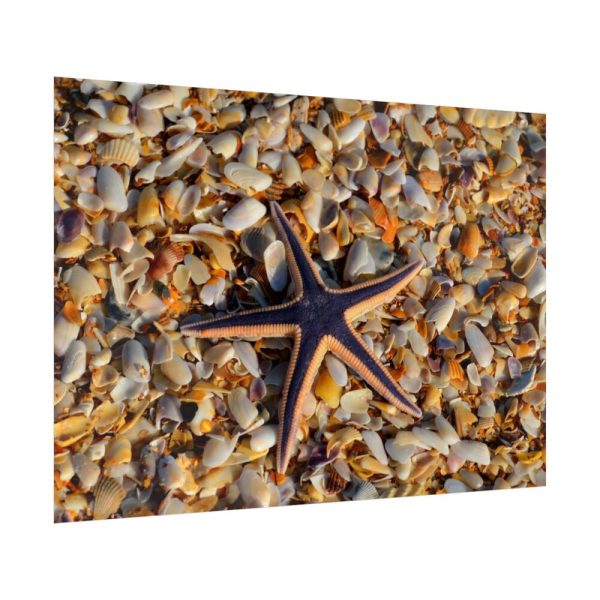 Starfish And Shells Poster