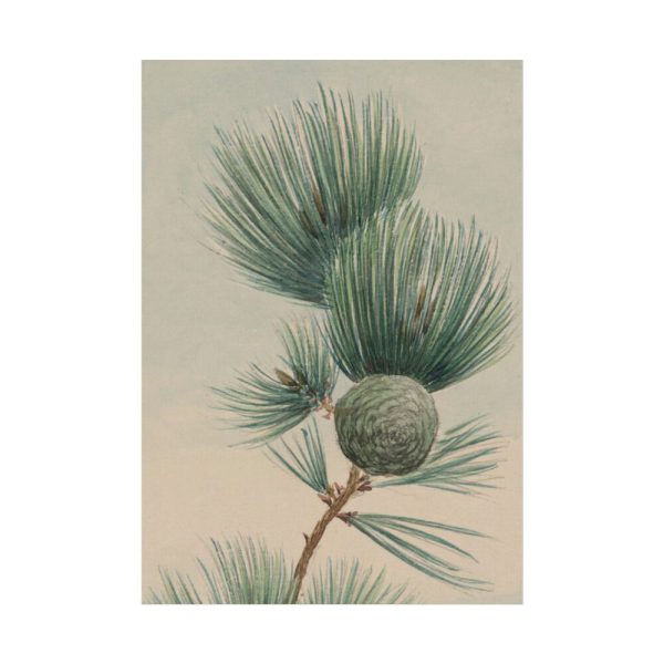 92410-120.jpg Wild Plant Poster
