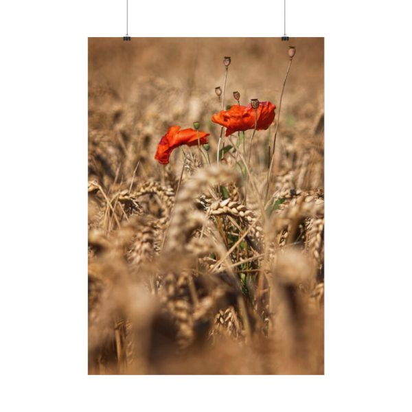 92410-151.jpg Poppy in Cornfield Poster