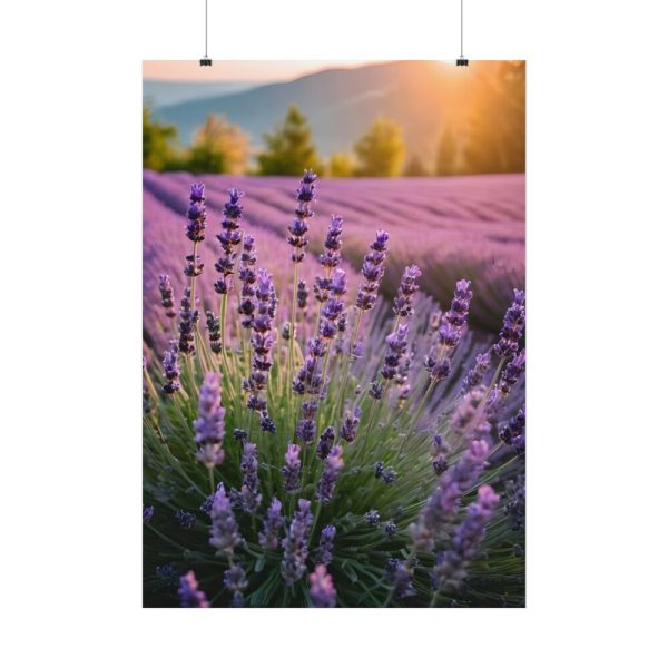 Lavender Flowers Field Poster