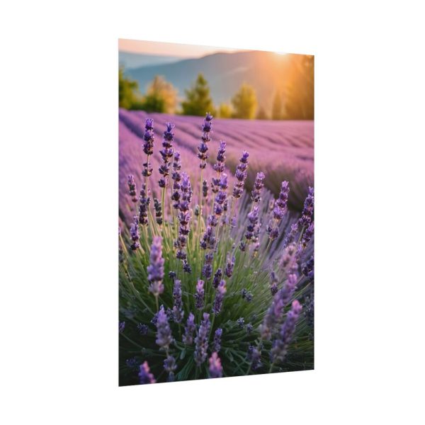 Lavender Flowers Field Poster