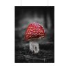 Amanita Muscaria Poster