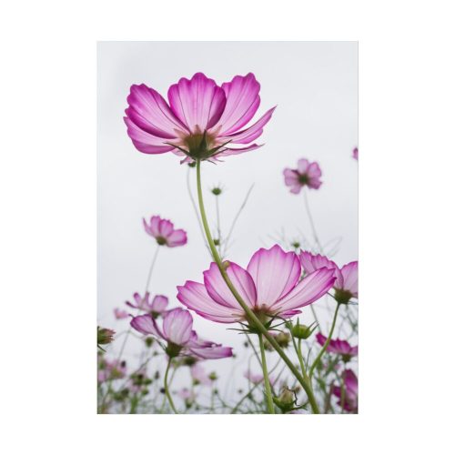 92410-40.jpg Pink Cosmos I Poster