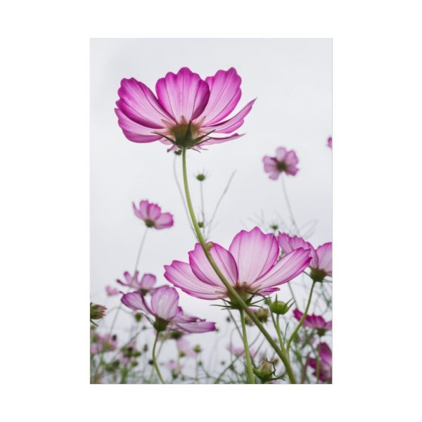 92410-40.jpg Pink Cosmos I Poster