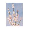 92410-65.jpg Plum Branches with blossoms Poster
