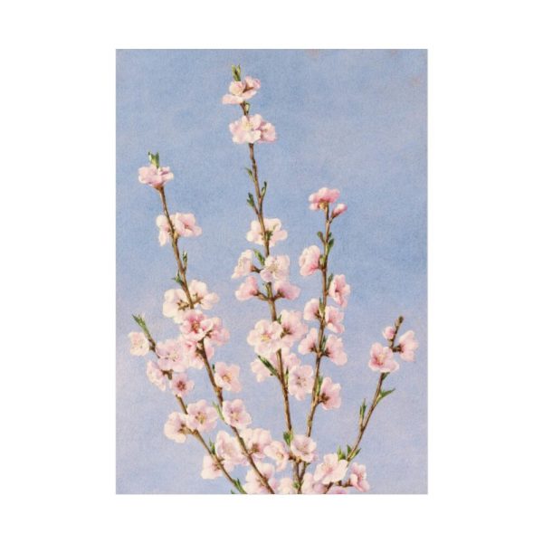 92410-65.jpg Plum Branches with blossoms Poster