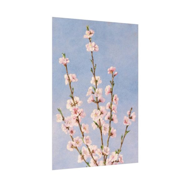92410-67.jpg Plum Branches with blossoms Poster