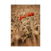 92411-151.jpg Poppy in Cornfield Poster