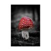Amanita Muscaria Poster