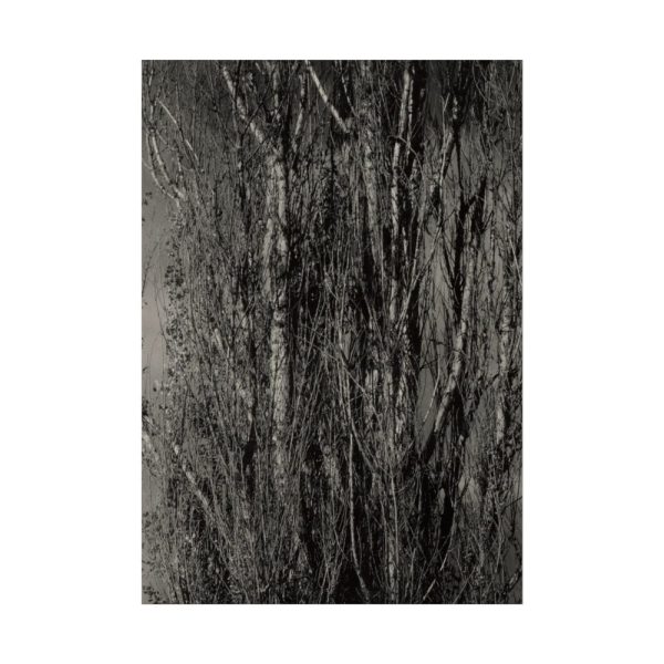 92411-35.jpg Dying Poplar and Live Branch Poster