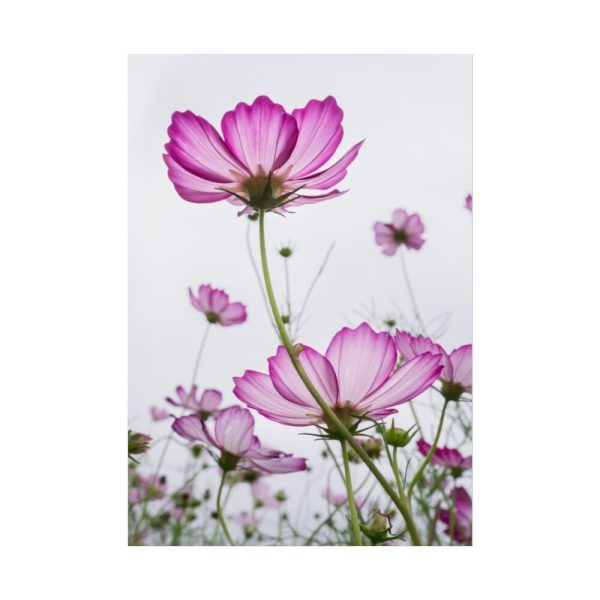 92411-40.jpg Pink Cosmos I Poster