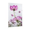 92411-42.jpg Pink Cosmos I Poster