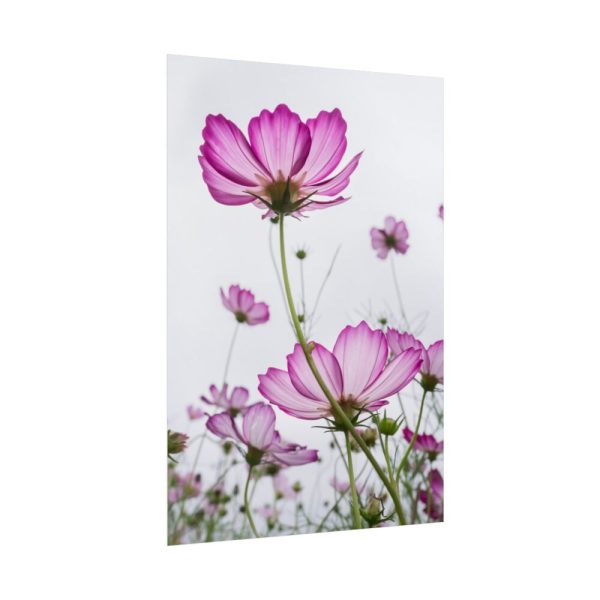 92411-42.jpg Pink Cosmos I Poster