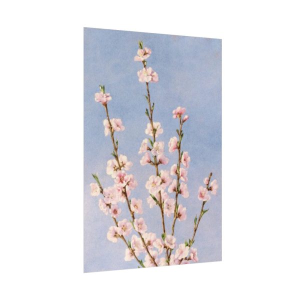 92411-67.jpg Plum Branches with blossoms Poster