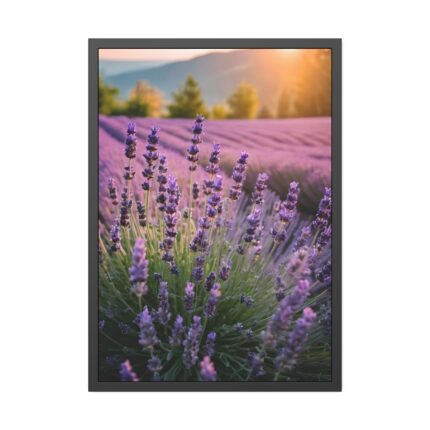 Lavender Flowers Field Framed Poster