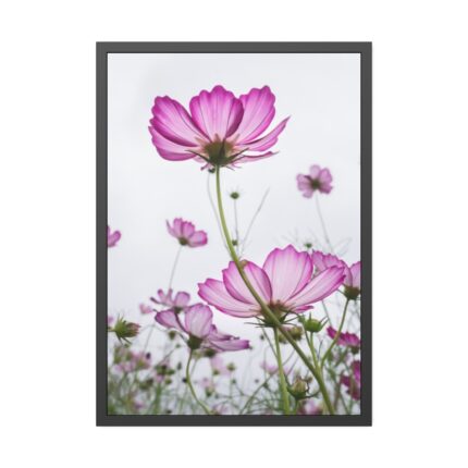 Pink Cosmos I Framed Poster