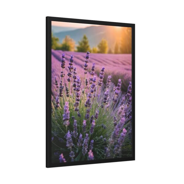 Lavender Flowers Field Framed Poster