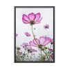 93831-28.jpg Pink Cosmos I Framed Poster