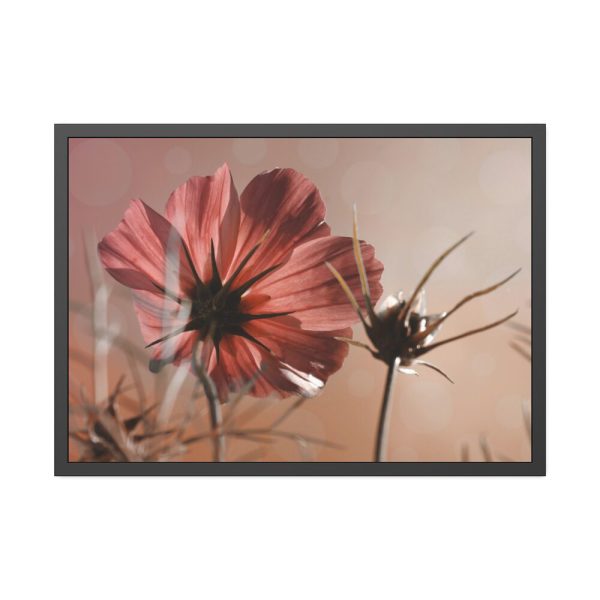 93855-357.jpg Pink Cosmos II Framed Poster