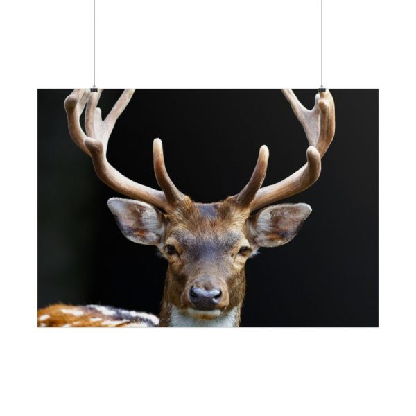 101875-11.jpg Fallow Deer, Cloven-hoofed Mammal Poster