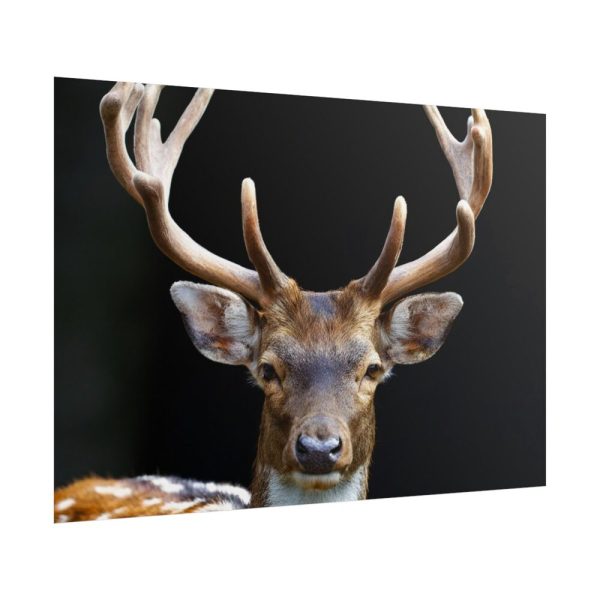 101875-12.jpg Fallow Deer, Cloven-hoofed Mammal Poster