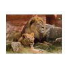 Lion South Africa Poster