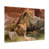 Lion South Africa Poster