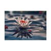 Water Lily Flower Blossom Pond Poster