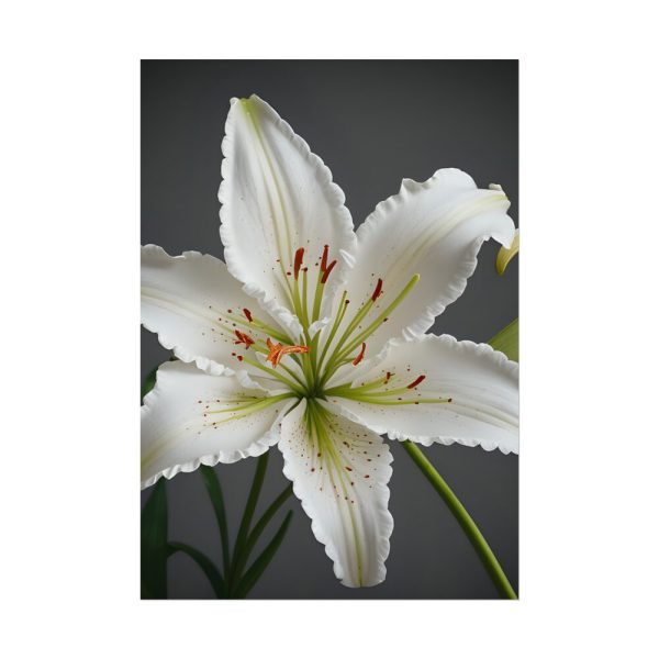 11471222773080001209_2048.jpeg White Lily Flower Poster