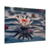 Water Lily Flower Blossom Pond Poster