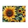 Sunflower Wildflower Blossom Poster