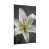 12338906751348915275_2048.jpeg White Lily Flower Poster
