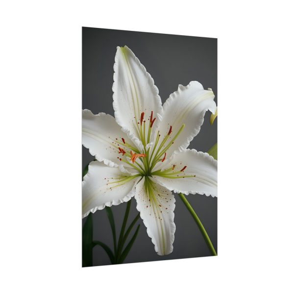12338906751348915275_2048.jpeg White Lily Flower Poster