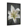 13205091469743194382_2048-1.jpeg White Lily Flower Framed Poster