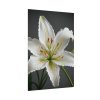14181639078581594994_2048.jpeg White Lily Flower Poster
