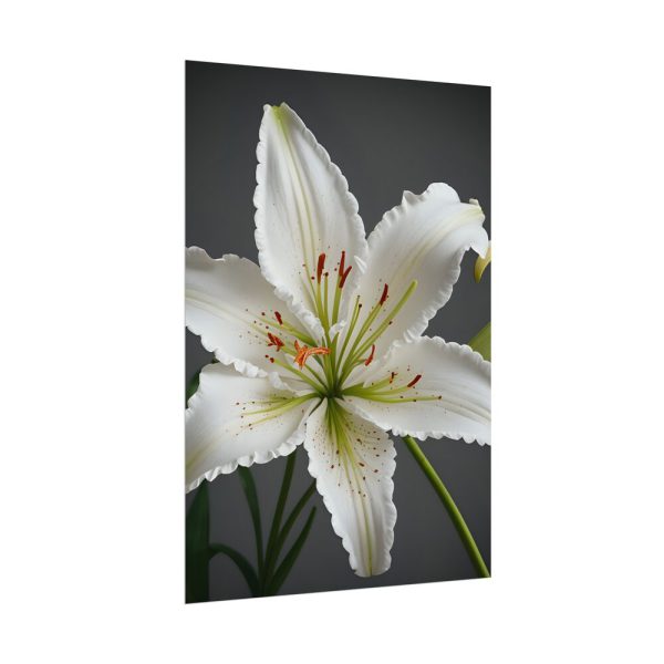 14181639078581594994_2048.jpeg White Lily Flower Poster