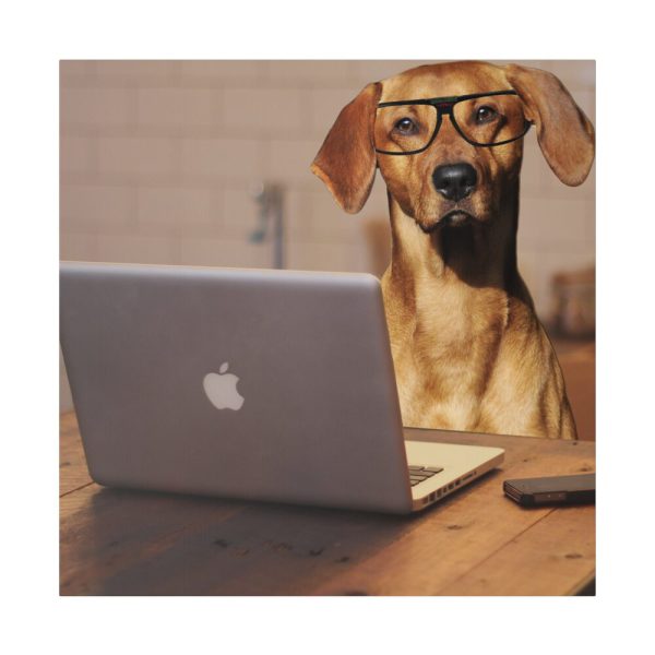 Dog Using Laptop Computer Standard Canvas