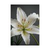 15730107701930741363_2048.jpeg White Lily Flower Poster
