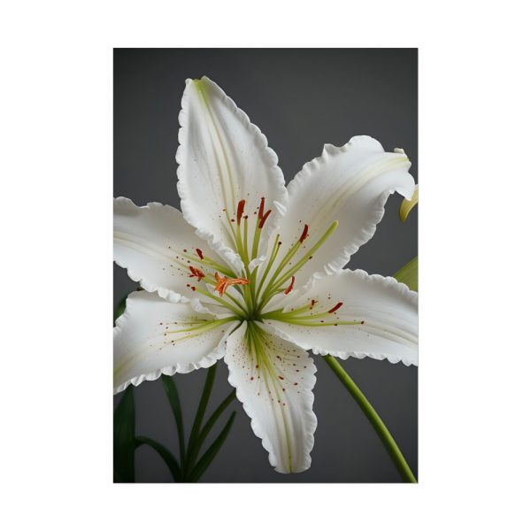15730107701930741363_2048.jpeg White Lily Flower Poster