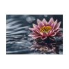 16306509293075934745_2048.jpeg Water Lily Flower Blossom Water Poster